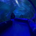 Panells acrílics de 180 o 90 graus per al túnel de l'aquari