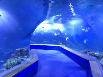 vidre acrílic transparent aquari de túnel